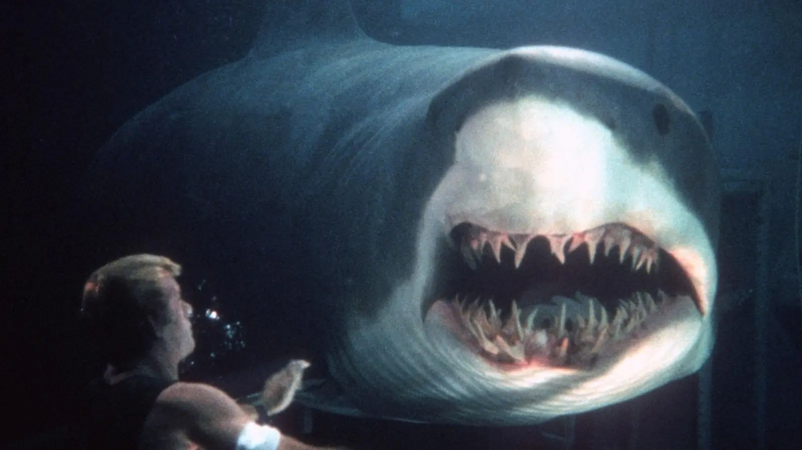 Exceptional Shark Films That Stand Apart from ‘Jaws’